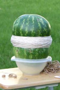 watermelon rubber band